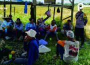 Dukung Ketahanan Pangan, Polsek Gunung Tabur Panen Padi Bersama Petani Merancang Ilir