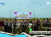 Panen Perdana Jagung Di Segah: Kolaborasi Polri, Pemerintah, Dan Swasta Dukung Ketahanan Pangan