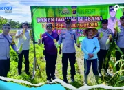 Dukung Ketahanan Pangan, Polsek Tanjung Redeb Panen Jagung Bersama Warga