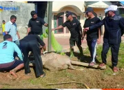 Rekatkan Silaturahmi, Warga Paguyuban IKAYO Berau Kurban Sapi