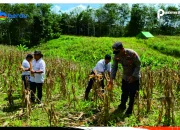 Polri Dan Mitra Panen Perdana Jagung Serentak 1 Juta Hektar di Talisayan