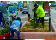 Petugas Pertamanan DLHK Lakukan Penyulaman Tanaman Hias Sepanjang Jalan A Yani