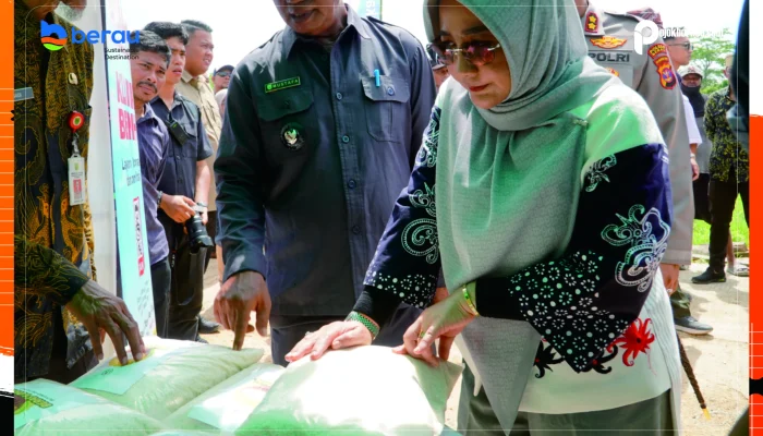 Bupati Targetkan Beras Buyung-Buyung Berkualitas Premium