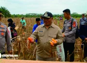 Panen Raya, Sinergi Pemkab Dan Polres Dorong Swasembada Pangan Berau