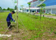 DLHK Terus Lakukan Penghijauan Area RSUD Baru Yang Masih Gersang