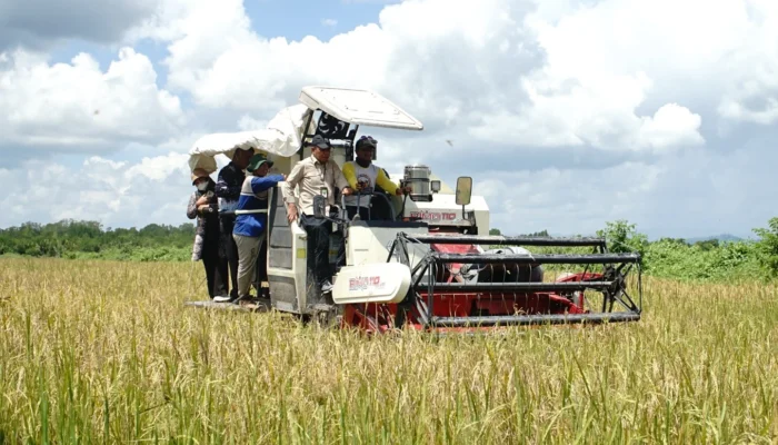 Panen Perdana CSR Berau Jadi Bukti Lahan Sawah Baru Mulai Produktif