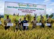 Di Tengah Kemarau, Petani Labanan Jaya Masih Mampu Panen Padi