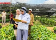 Pemkab Berau Salurkan 200 Ribu Bibit Kakao Bantuan Kementan Untuk 200 Hektar Lahan Petani