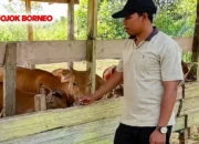 Pemkab Pacu Populasi Sapi Rakyat Lewat Bantuan Rp1,2 Miliar Untuk Petani Berau
